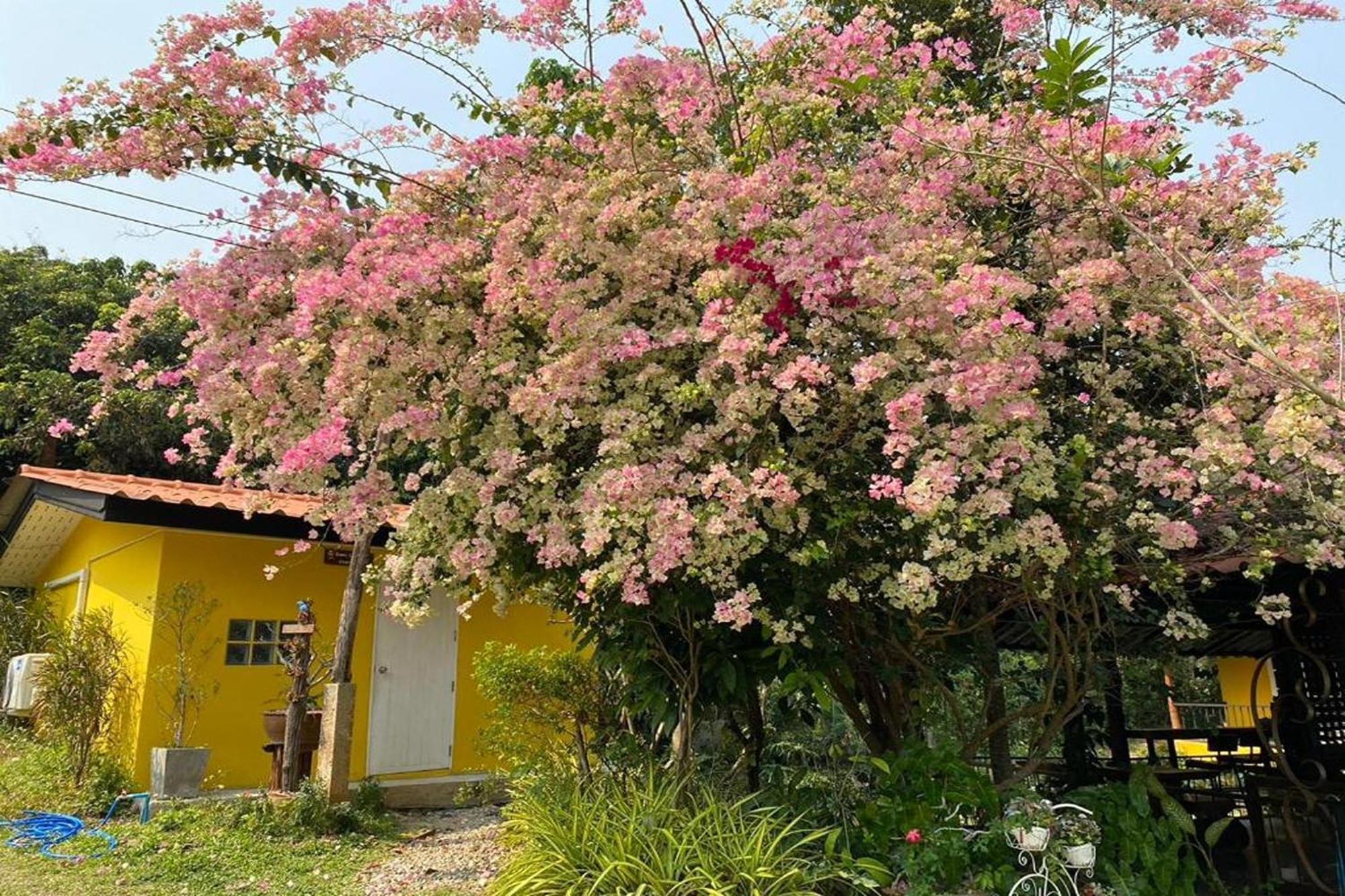 Nokkamin Home צ'יאנג דאו מראה חיצוני תמונה